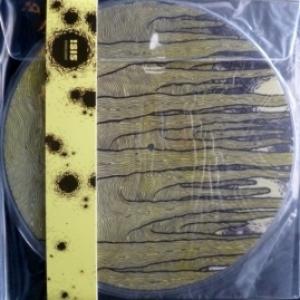 Isis - Wavering Radiant (2LP Picture, Limited)