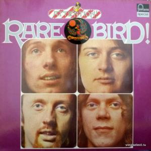 Rare Bird - Attention! Rare Bird!